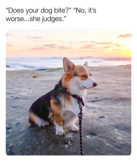 30 Adorable Dog Memes To Laugh At