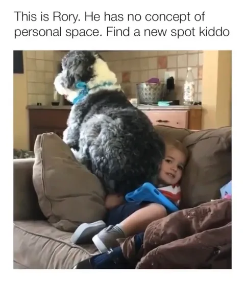 30 Adorable Dog Memes To Laugh At