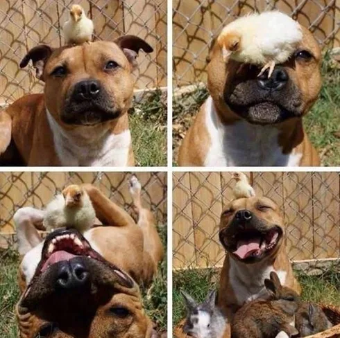 34 Priceless Pictures Of Cute Smiling Dogs