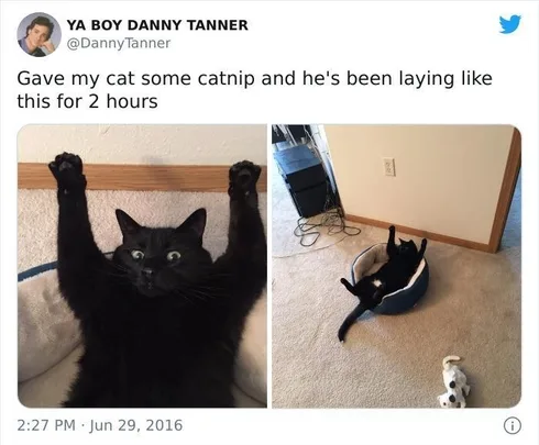 30 Awesome Cat Memes To Look At