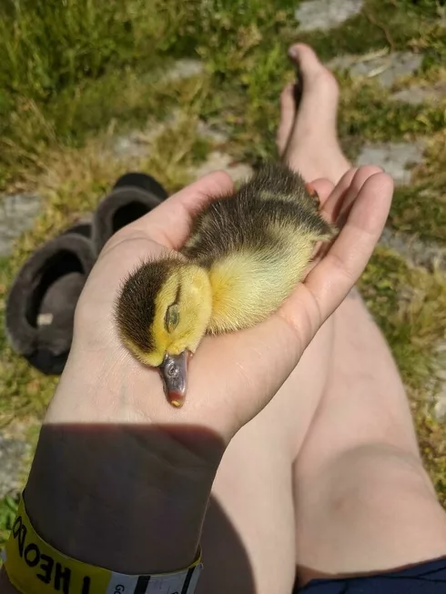 30 Heart Warming Pics That Show Why Ducks Are The Cutest 