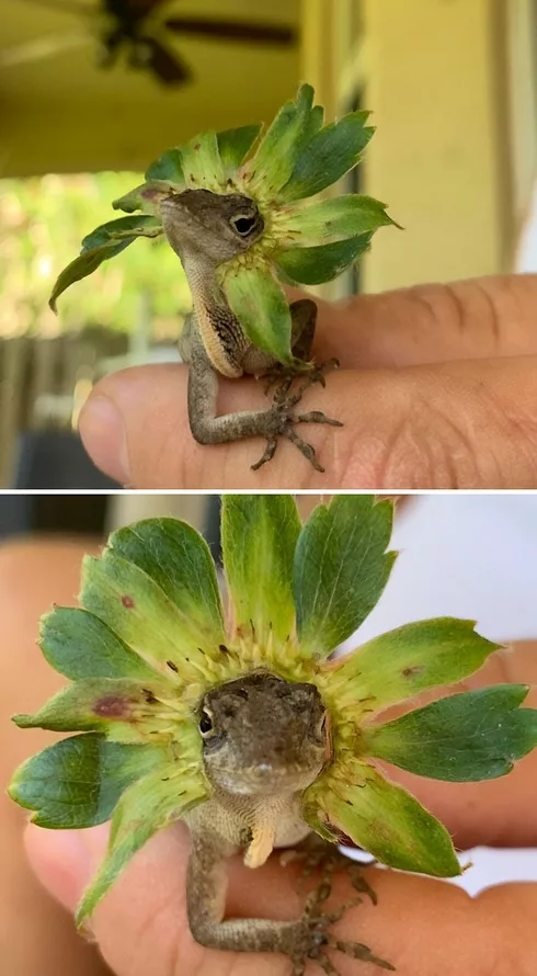 30 Times Lizards Were Caught Being Unbearably Cute