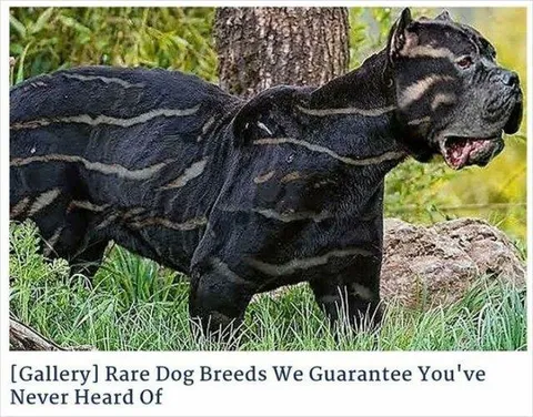 30 Hilarious Photoshop Fails That Might Inspire You To