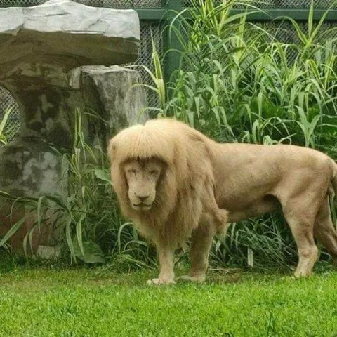 30 Beyond Terrible Haircut Fails