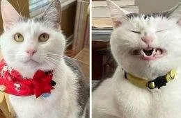 It Was Devil Funny Animal Pics 36 65C09F1D3Deae 700