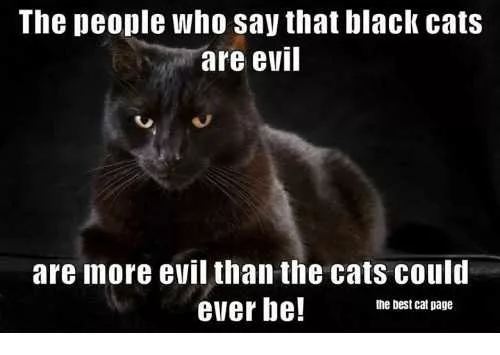 28 Funny Black Cat Memes That Prove Voids Are The Best Furry Friends