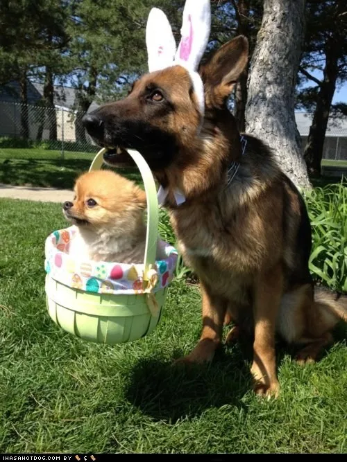 20 Funny Dog Easter Memes To Enjoy While You Binge Eat Easter Eggs