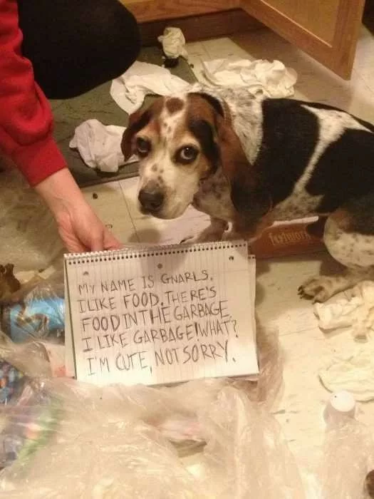 20 Funny Dogs Who Are Clearly In Trouble | The Funny Beaver