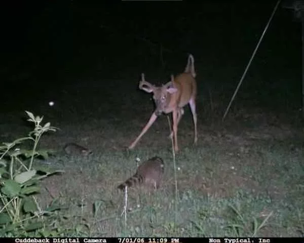 Trail Cam Craziness #2 - Just More Insane Trail Cam Pics