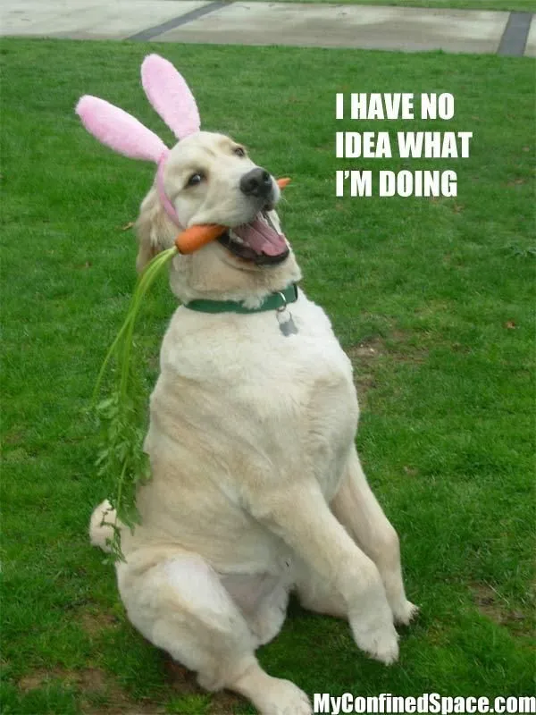 20 Funny Dog Easter Memes To Enjoy While You Binge Eat Easter Eggs