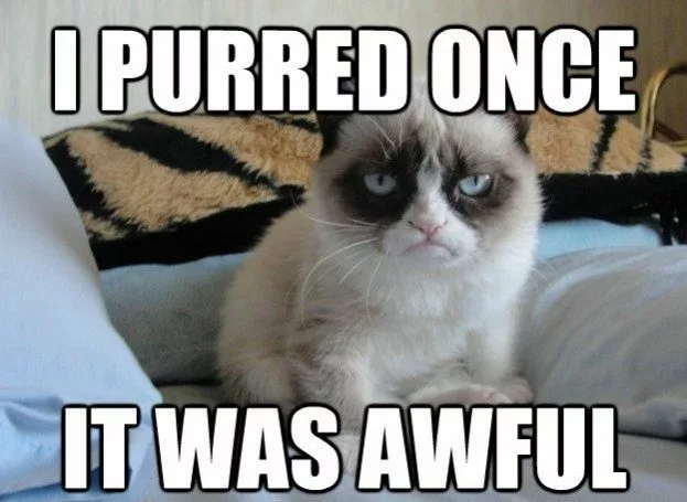 30 Frisky Cat Memes You Must See