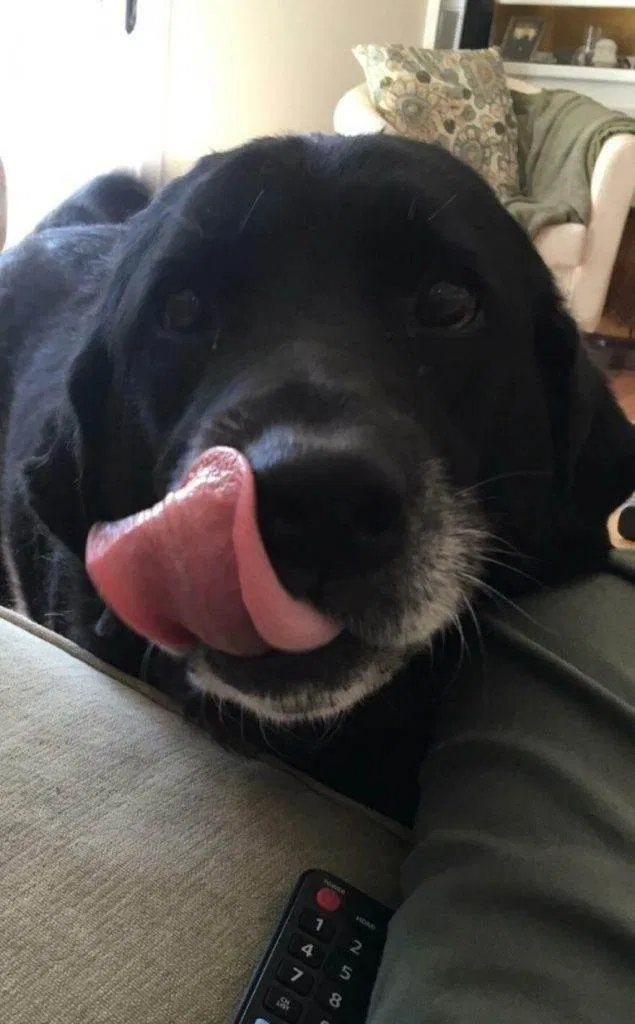 30 Absolutely Adorable Doggy Pics To Make Your Day Better