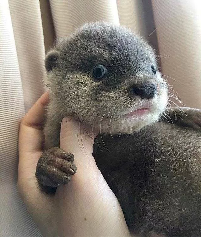 21 Funny Pictures Of Otters