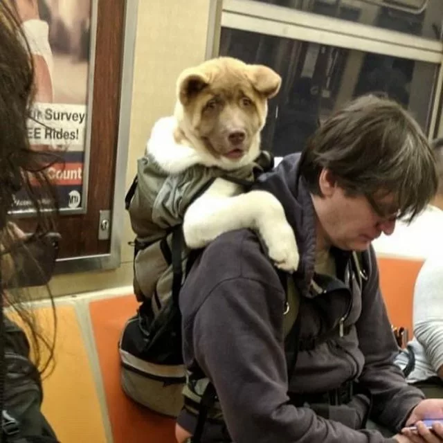 30 Unbelievably Cute Dogs Living Their Best Lives In Bags