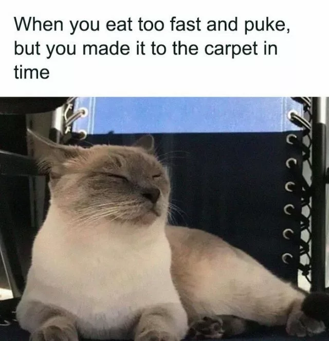 30 Awesome Cat Memes To Look At