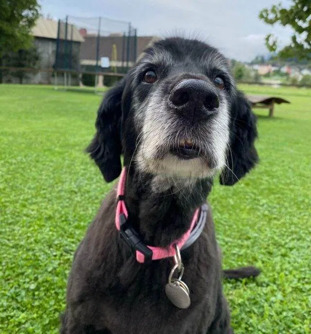 30 Absolutely Adorable Doggy Pics To Make Your Day Better