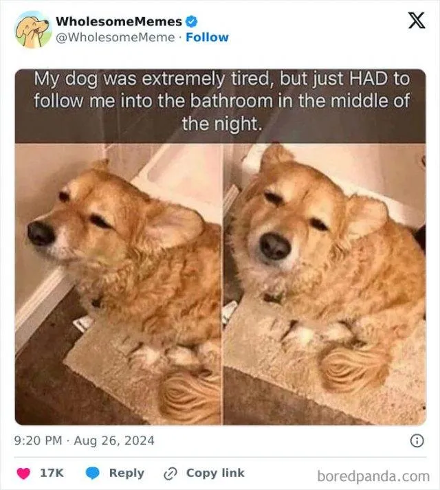 30 Uplifting Memes To Restore Your Faith In The World