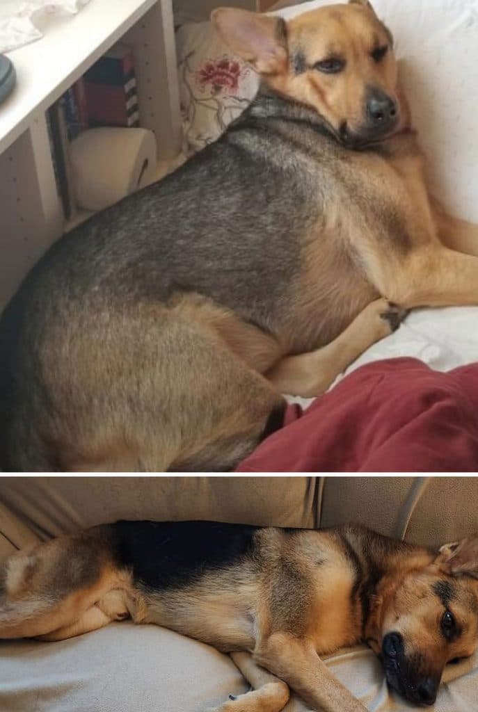 30 Incredibly Heartwarming Dog Weight Loss Transformations - Attainable Weight Loss For Dogs