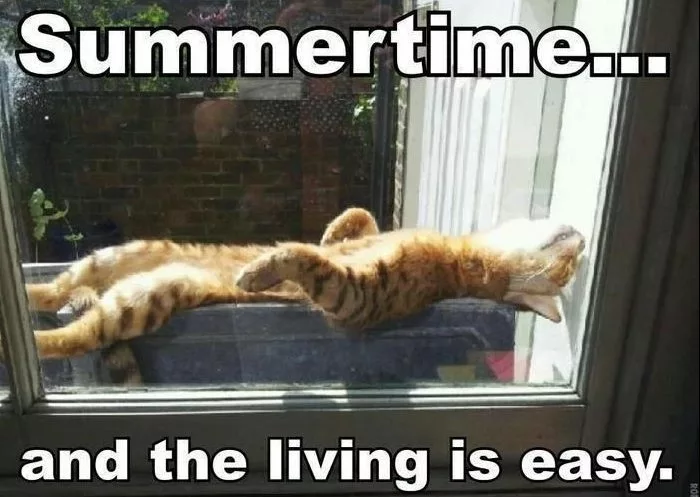 20 Cute Summer Cat Pictures To Share With Friends