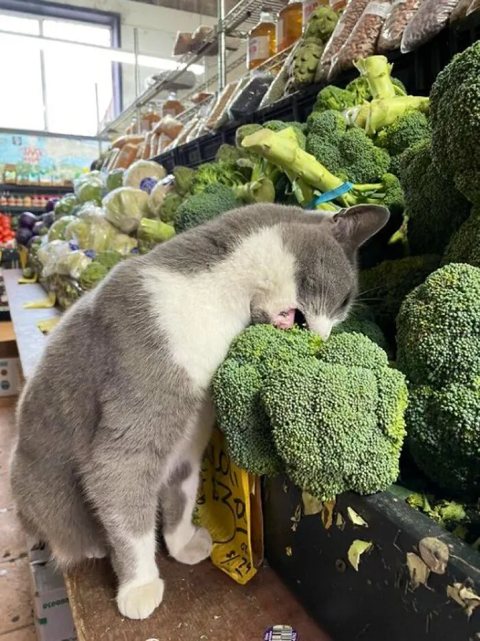 funny-store-cats-pictures-62bb10e09c66f__700.jpg
