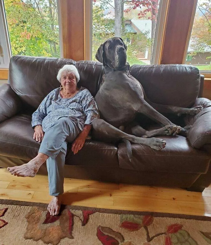 30 Funny Pics Of Great Danes With No Regard For Their Size