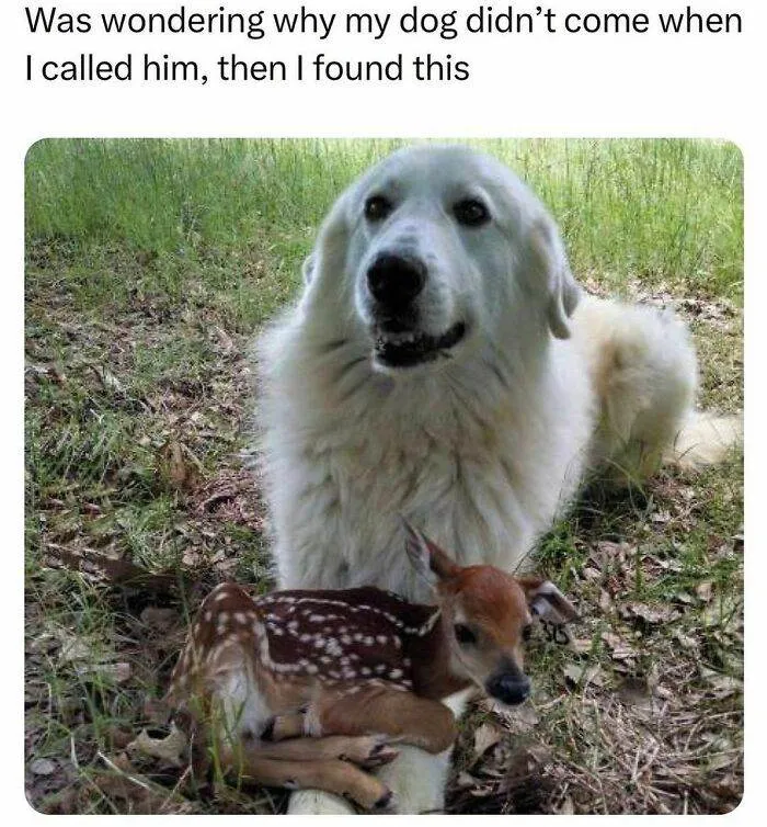 30 Instances When Animals Became The Ideal Meme
