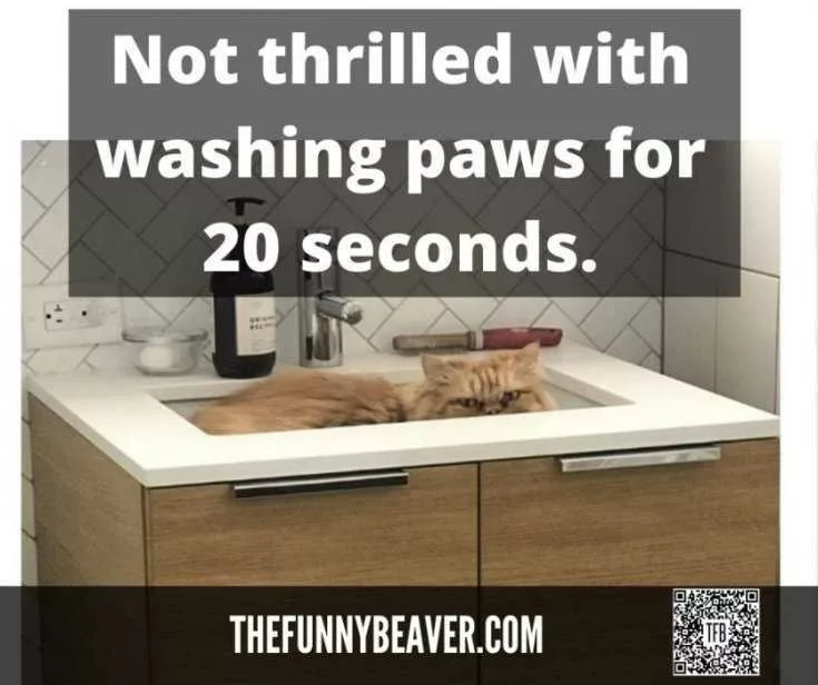 Funny Quarantine Cat Memes #QuarantineCats | The Funny Beaver - # ...