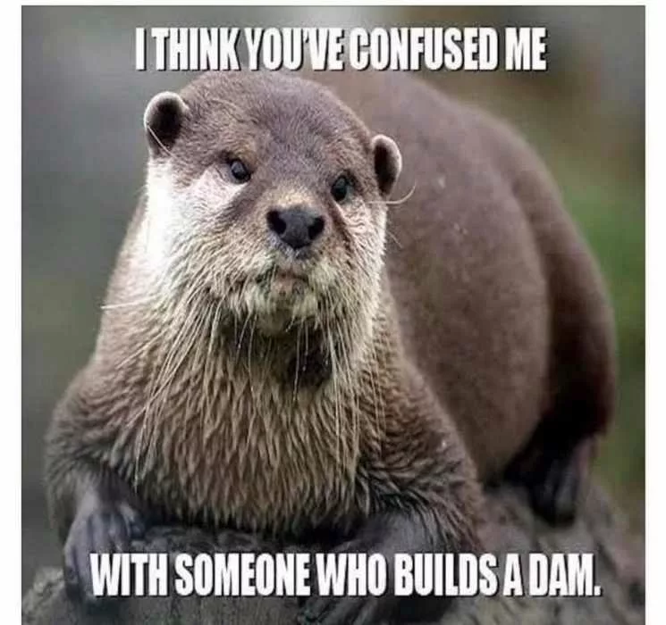 21 Funny Pictures Of Otters