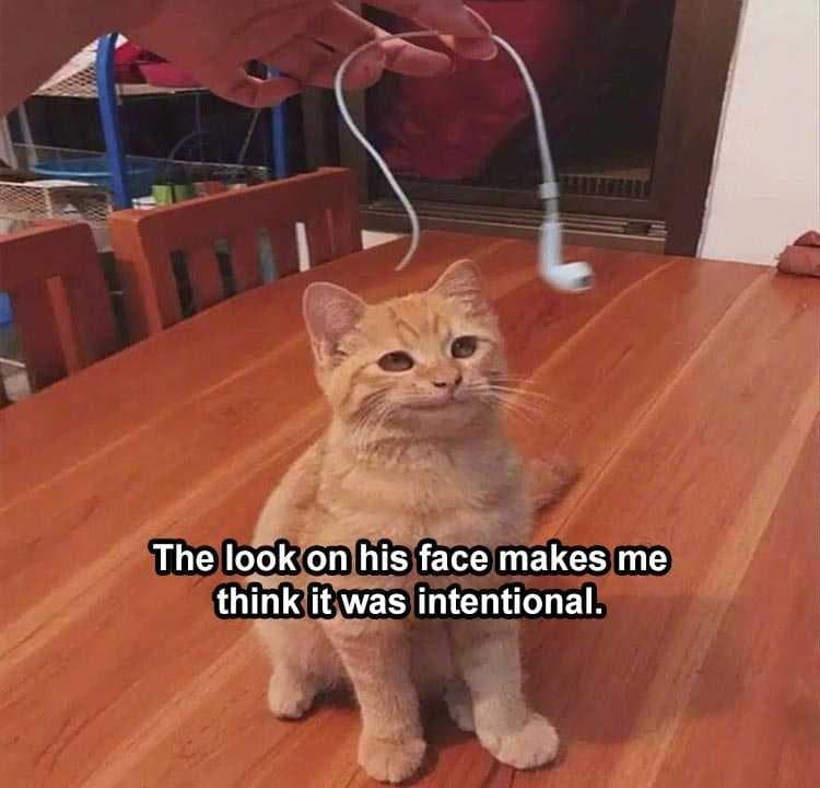 Top 24 Lol Animal Memes Of The Day  Intentional Accident
