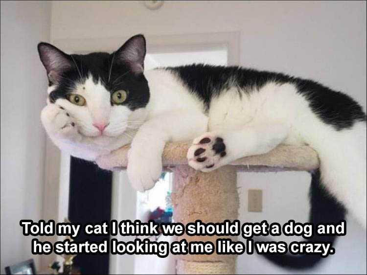 Funny Animal Memes Clean  Cat Thinks Humans Are Crazy