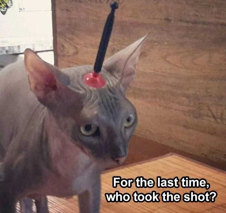 Funny Animal Captions  Cat And Suction Dart