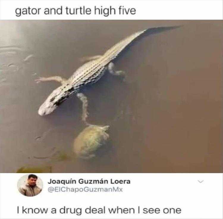 Animal Pics Funny  Gator Turtle Palm Off