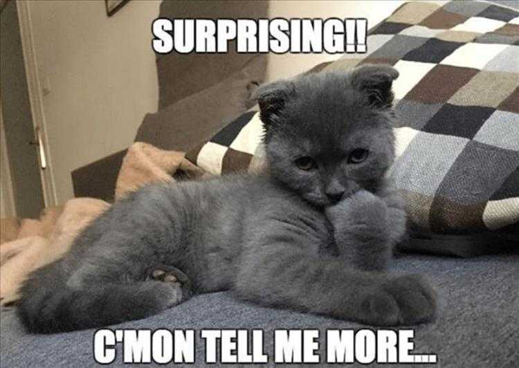 Cat Pictures Funny  Flirtatious Kitten