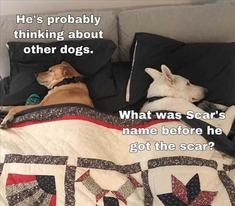 Dog Pictures Funny Captions  Animal Thoughts