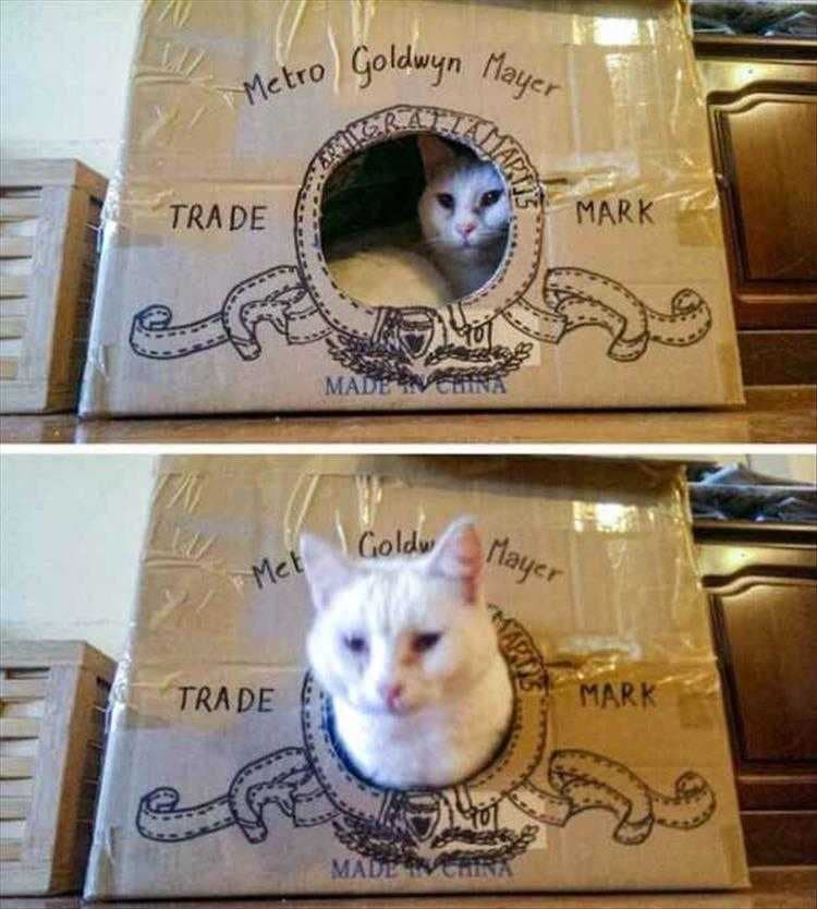 Top 23 Funny Pet Pics Of The Day  Metro Goldwyn Mayer