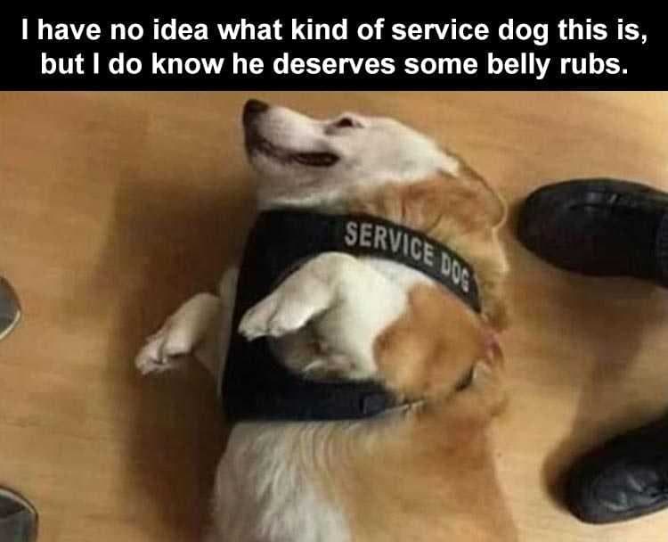 Top 21 Funny Cats And Dogs Pictures Of The Day  Service With A Smile