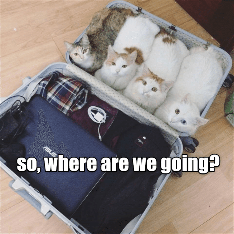 Lol Animals  What More Do You Need