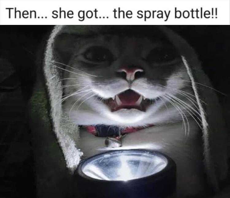 Humorous Pet Pics  Scary Stories