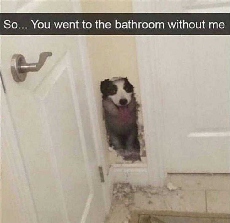 Super Funny Animal Photos  Persistent Peeping Tom