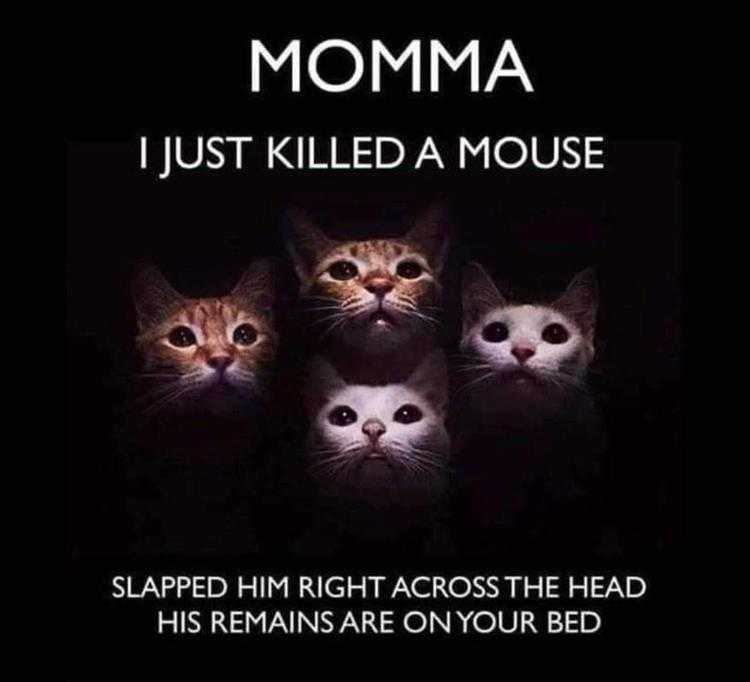 Super Funny Animal Photos  Bohemian Cat
