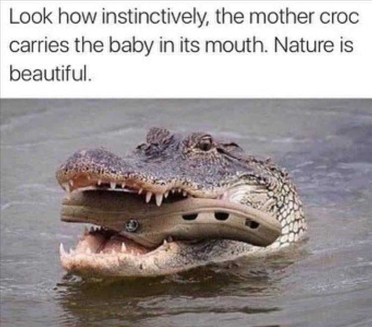 Funny Pictures Of Animals  Mother's Instincts