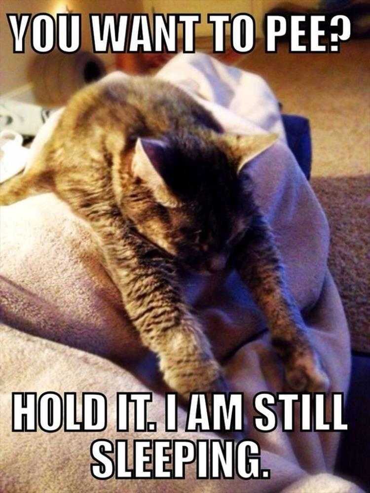 Humorous Pet Pictures  Still Sleeping