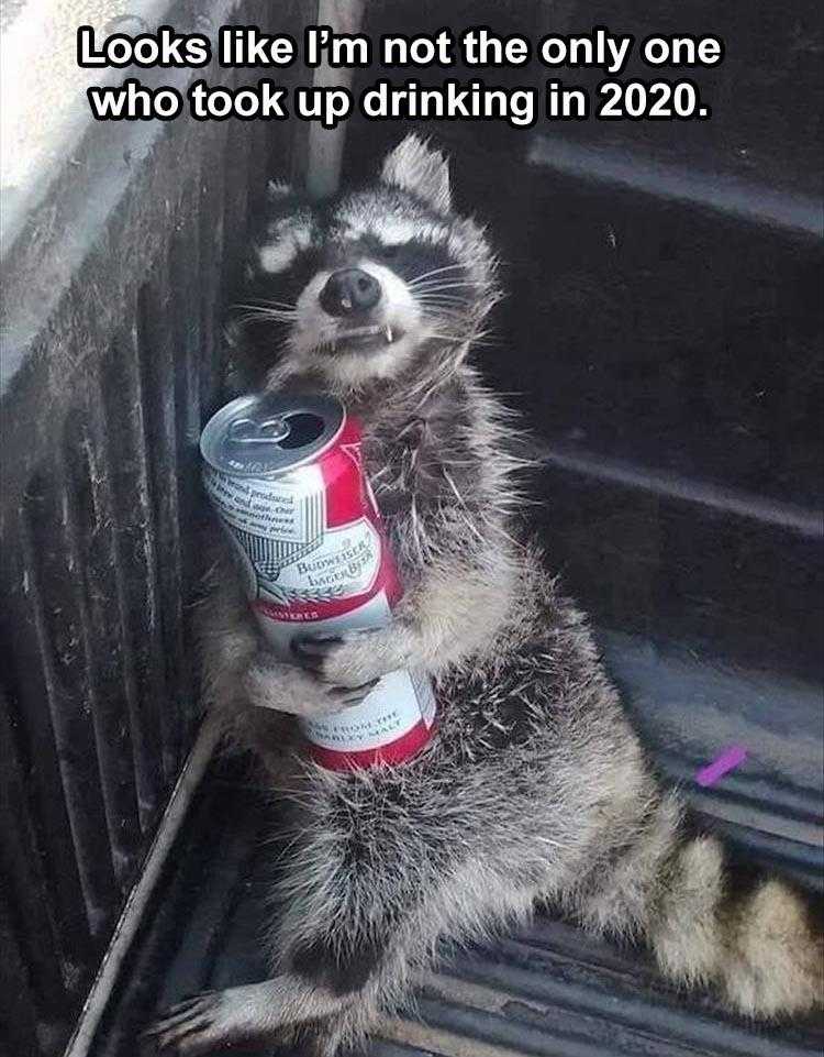 Lol Animal Memes  A Real Go Getter