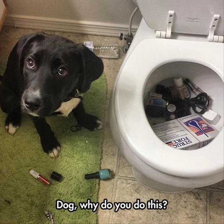 Funniest Animal Memes Ever  All Junk 
