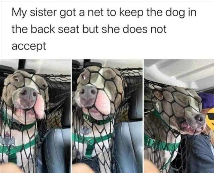 Funny Animal Pictures With Captions To Share