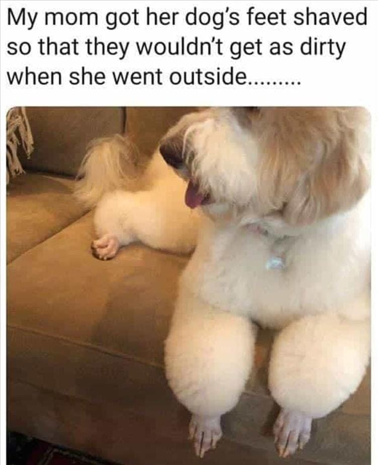 Adorable Pet Memes 