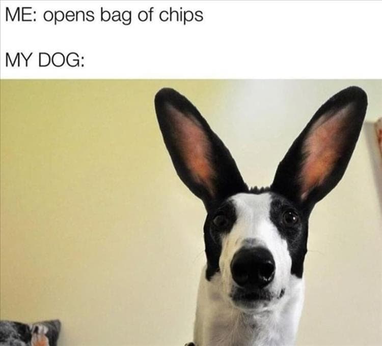 Top 35 Funny Animal Memes Of The Day 60803De4B6310