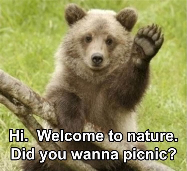 Funniest Animal Memes Pics