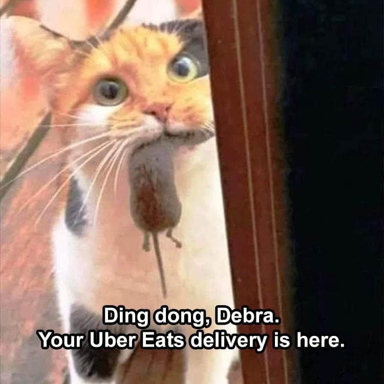 Top 26 Funny Animal Jokes You've Gotta See 1