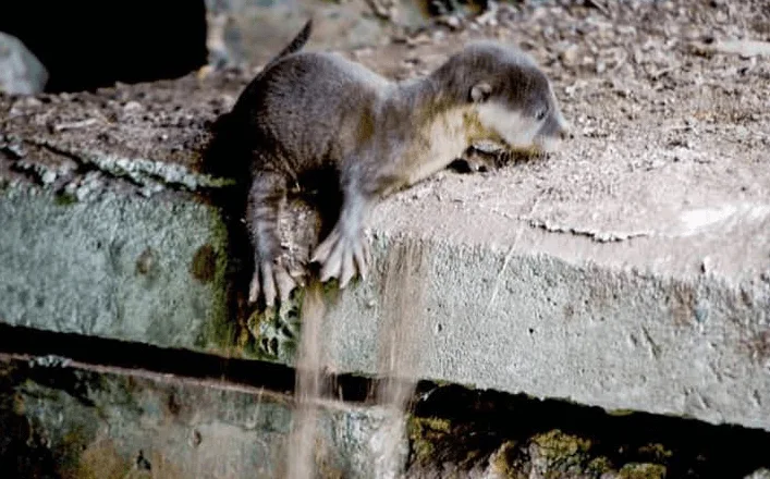18Little Guy Falls In The Canal While Looking For Hisfamily